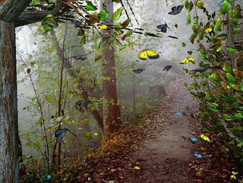Desktop Butterfly Screensaver screenshot 2