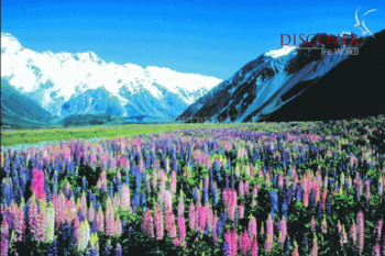 DNZ - Christchurch & Canterbury Screen Saver screenshot