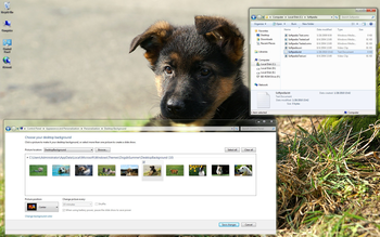 Dogs in Summer Windows 7 Theme screenshot