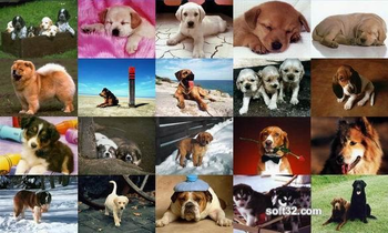 Dogs Photo Screensaver screenshot 3