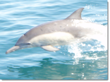 Dolphins screenshot