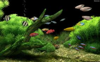 Dream Aquarium Screensaver screenshot 4