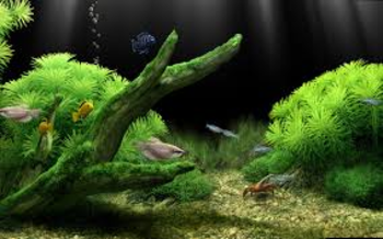 Dream Aquarium Screensaver screenshot 5