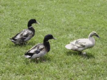 Ducks of Appalachia Screensaver screenshot