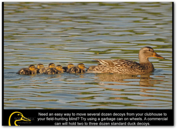 Ducks Unlimited Screensaver screenshot