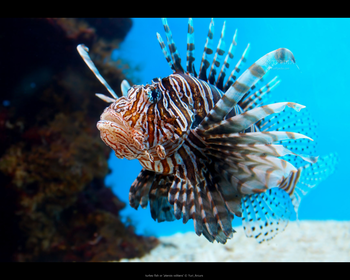 Exotic fish screensaver screenshot 3