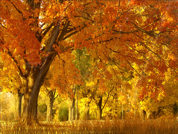 Fall Season Animated Wallpaper screenshot