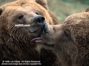 Fascinating Bears screenshot