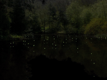 Firefly Living Desktop screenshot