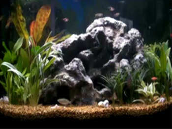 Fish Aquarium Screensaver screenshot