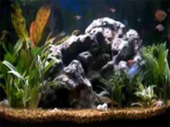 Fish Aquarium Video Screensaver screenshot