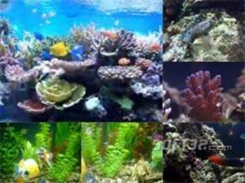 Fish Aquarium Video Screensaver screenshot 2