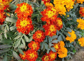 Flowers ePhotos Screensaver1 screenshot 2