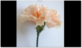 Free Carnation Flower Screensaver screenshot