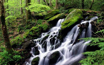 Free Living Forest Waterfall screenshot 2