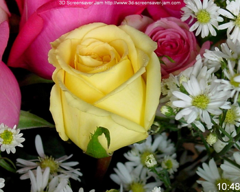 Free Roses Screensaver screenshot