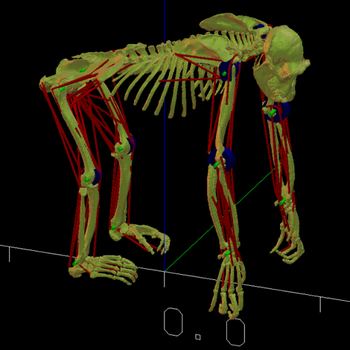 GaitSym screenshot