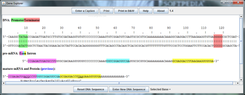 Gene Explorer screenshot