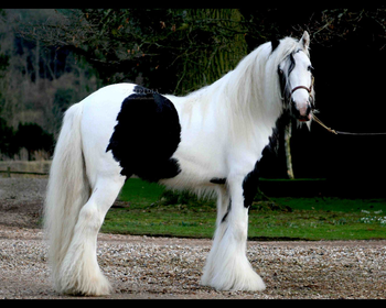 Gypsy Vanner Horse Screensaver screenshot 3