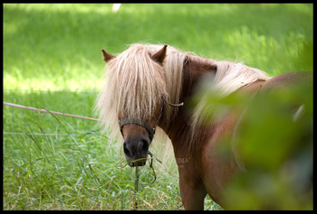 Haflinger Horse Screensavers screenshot