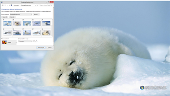 Harp Seal Windows 7 Theme screenshot