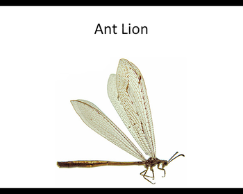 Insects screenshot 2