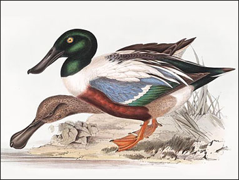 John Gould Ducks and Waterfowl Screensaver screenshot