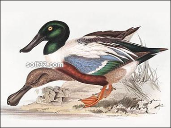 John Gould Ducks and Waterfowl Screensaver screenshot 2