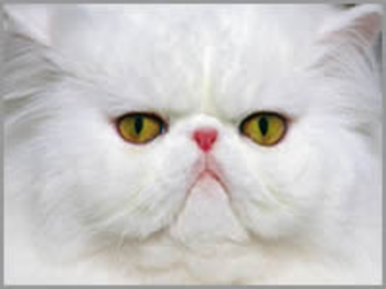 JoyLax cat Screensaver screenshot 2