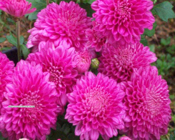 Kennene Flowers Screensaver screenshot