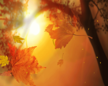 Leaf Fall Screensaver screenshot