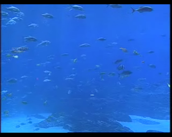 Live Aquariums Screen Saver screenshot