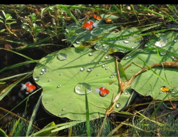 Lotus Pond Animated Wallpaper screenshot