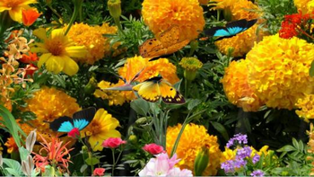 Meadows 3D screenshot