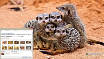 Meerkats Windows 7 Theme screenshot