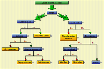MindFusion.Diagramming for ASP.NET MVC screenshot
