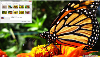 Monarch Butterfly Windows 7 Theme screenshot