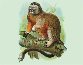 Monkeys and Lemurs screenshot