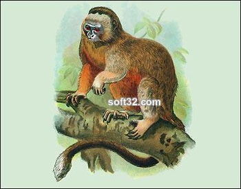 Monkeys and Lemurs screenshot 2