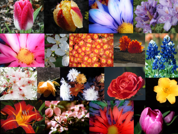More Endless Blooms Slide Show screenshot