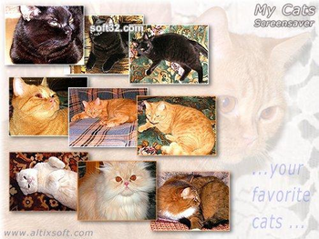 My Cats Screensaver FREE screenshot 2
