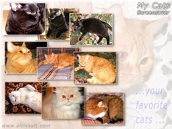 My Cats Screensaver FREE screenshot 3