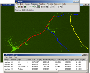 NeuronJ screenshot 2