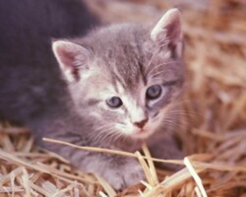 Only Kittens Life screenshot 2