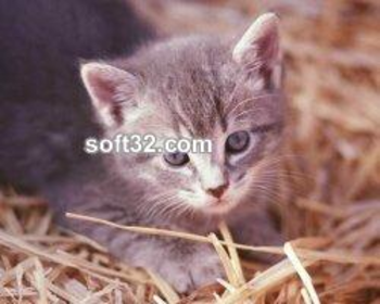 Only Kittens Life screenshot 3