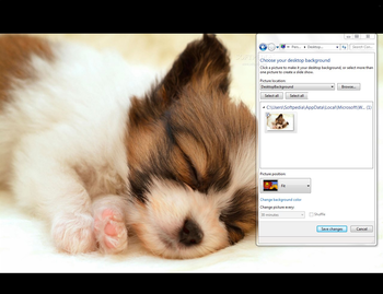 Papillon Puppy screenshot