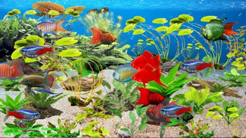 Paradise Fish Aquarium screenshot