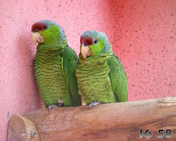 Parrots Free Screensaver screenshot 2