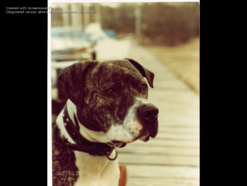 PitBull Breeders screenshot