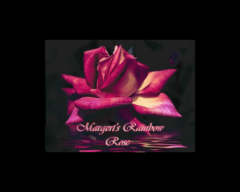 Rainbow Rose Screensaver screenshot